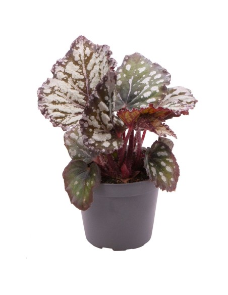 Begonia Rex Dew Drop