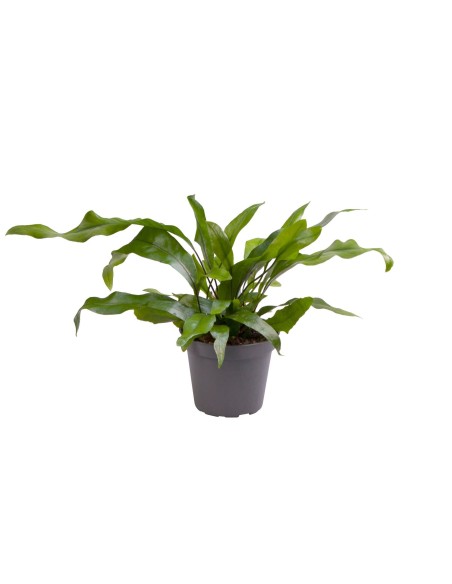 Microsorum diversifolium