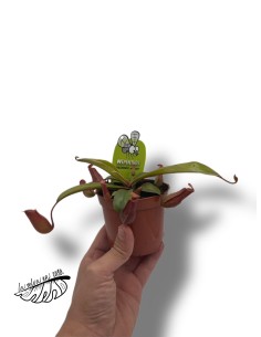Nepenthes MIX 2