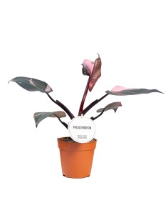 Philodendron Burgundy Princess 2