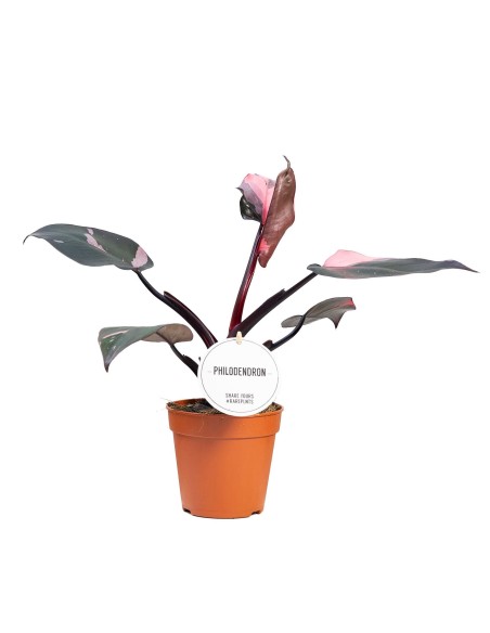 Philodendron Burgundy Princess