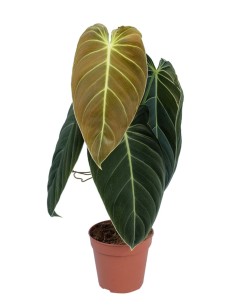Philodendron melanochrysum 2