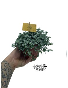 Pilea glaucophylla Greyzy