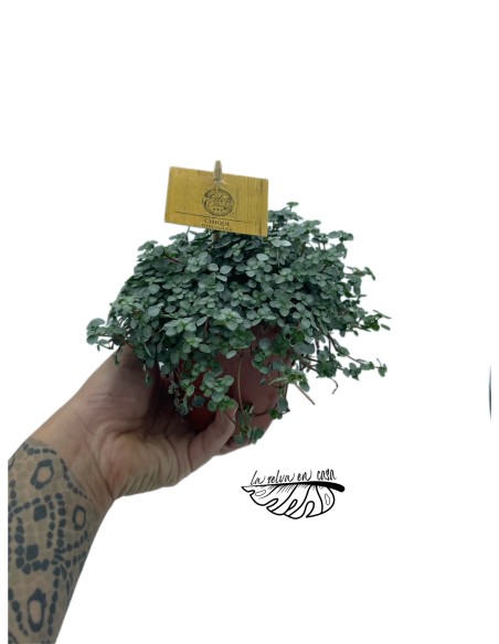 Pilea glaucophylla Greyzy