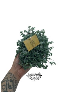 Pilea glaucophylla Greyzy 2