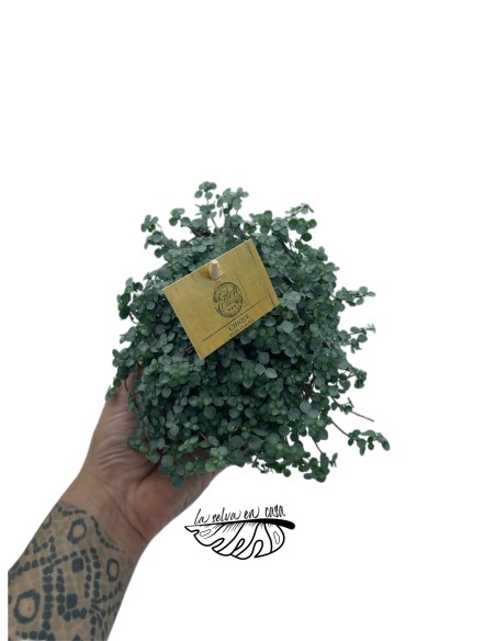 Pilea glaucophylla Greyzy