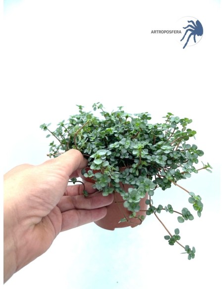 Pilea glaucophylla Greyzy