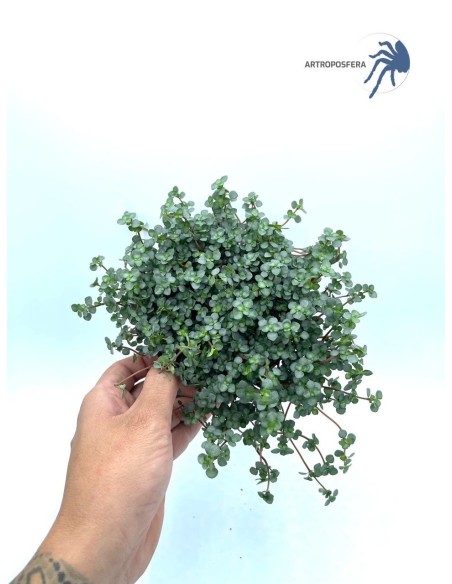 Pilea glaucophylla Greyzy