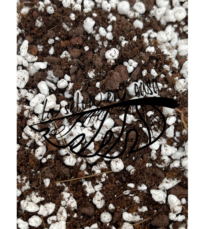 Sustrato Premium para Lithops.