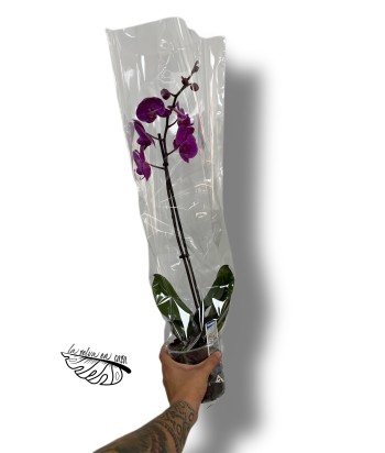 Phalaenopsis Multiflora mixto