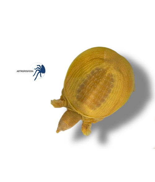 Pelodiscus sinensis