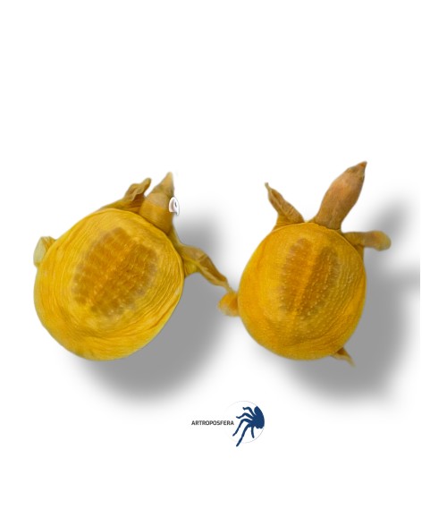 Pelodiscus sinensis