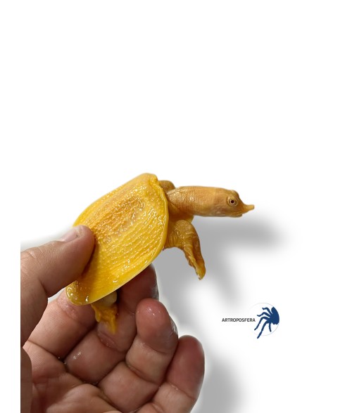 Pelodiscus sinensis