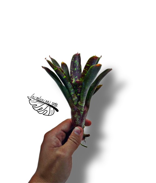 Neoregelia mini skirt