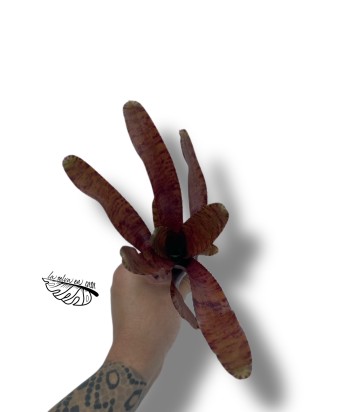 Neoregelia rubrifolia rubra 2