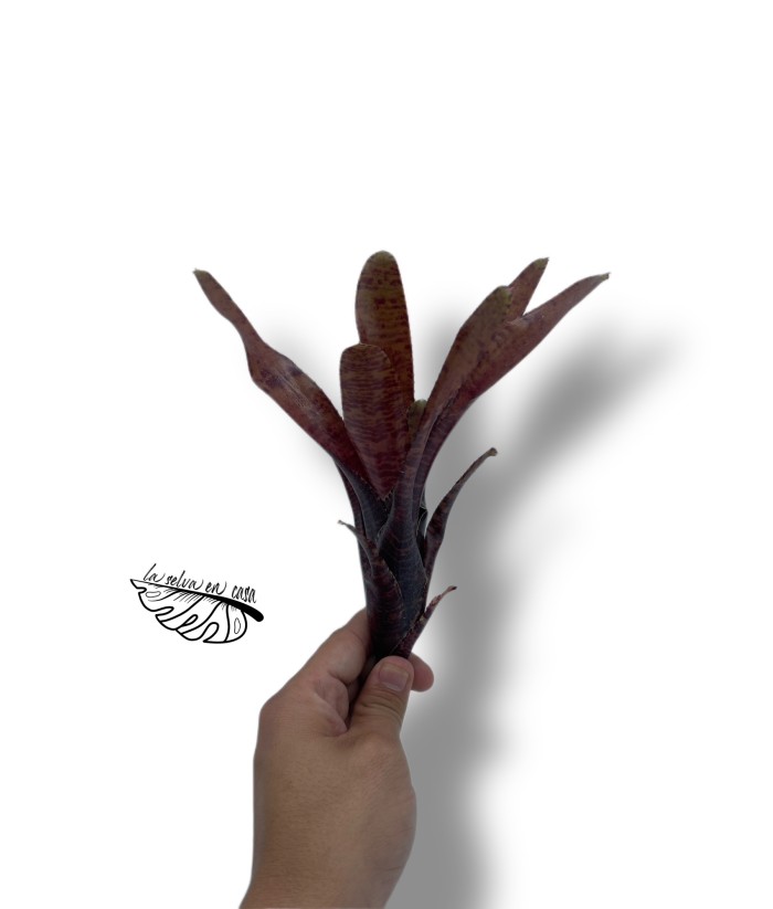 Neoregelia rubrifolia rubra