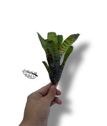 Neoregelia WL Tiger