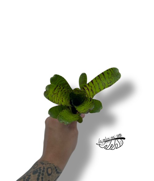 Neoregelia WL Tiger