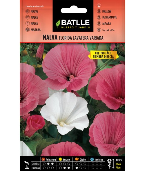 Malva Florida Lavatera Variada