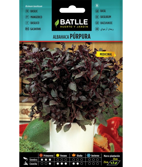 Albahaca púrpura