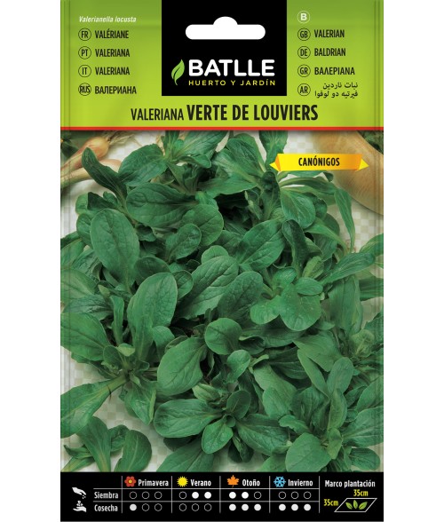 Valeriana Verte De Louviers