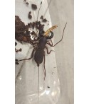 Uropyga sp  Whisp Scorpion Black (Sub/adulto)