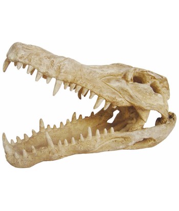 Skull Crocodile, Lucky reptile.