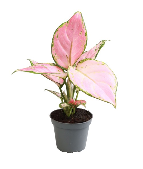 Aglaonema Red Valentine