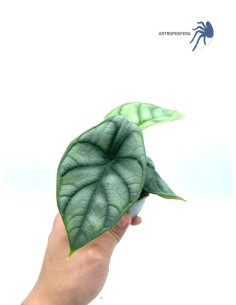 Alocasia 'Silver Dragon' XL 2