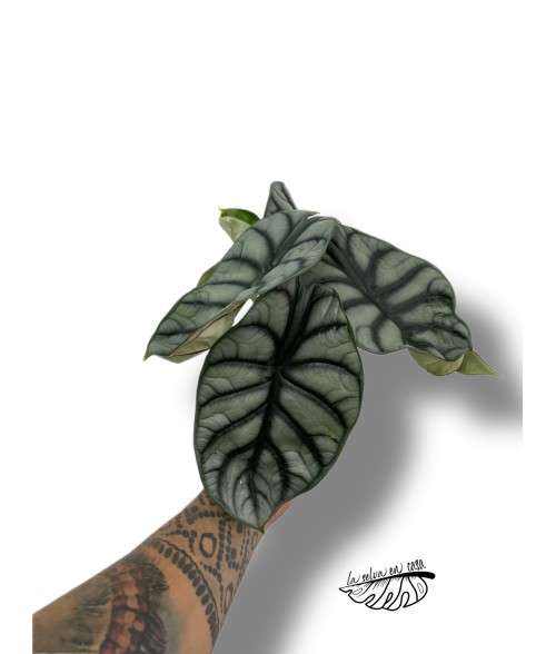 Alocasia 'Silver Dragon' XL