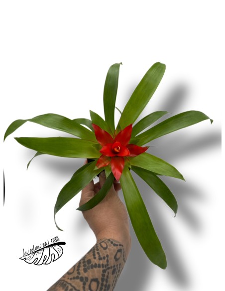 Guzmania MIX MINI