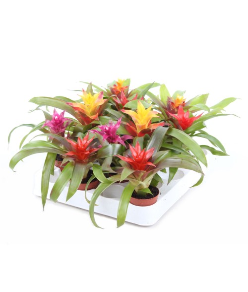 Guzmania MIX MINI