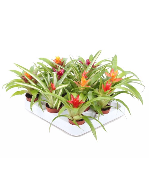 Guzmania MIX MINI