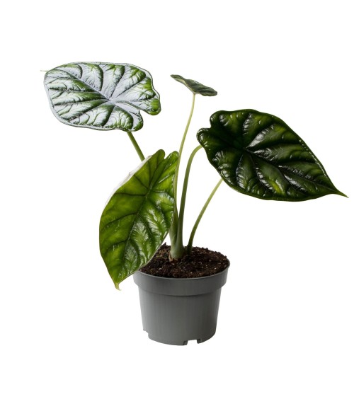 Alocasia 'Dragon Scale'