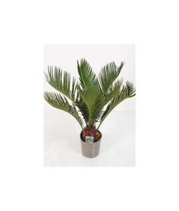 Cycas revoluta 8 hojas LARGE 2