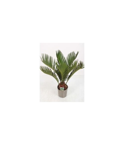 Cycas revoluta 8 hojas LARGE