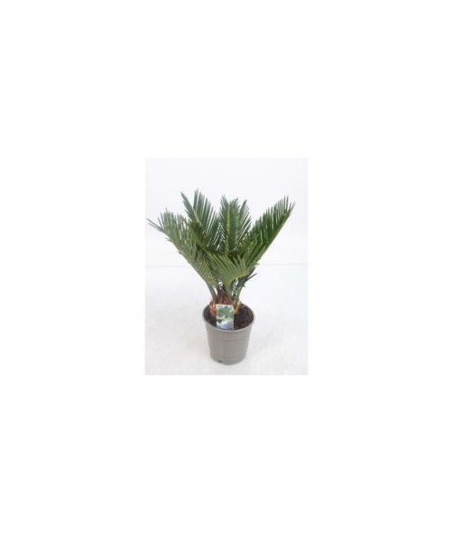 Cycas revoluta 8 hojas LARGE