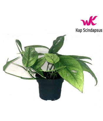 Epipremnum Pinnatum 'Cebu Blue' 2