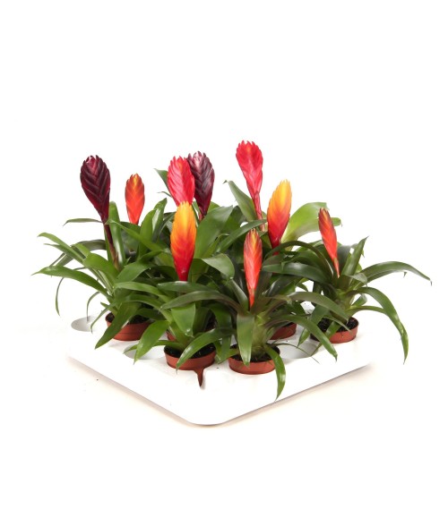 Vriesea mixto 5.5 cm MINI