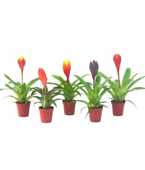 Vriesea mixto 5.5 cm MINI