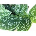 Scindapsus pictus argyraeus 2