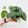 Scindapsus pictus argyraeus