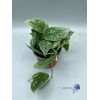 Scindapsus pictus argyraeus