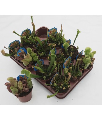 Sarracenia MIX 9 cm 2