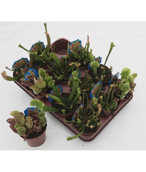 Sarracenia MIX 9 cm