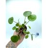 Pilea peperomioides