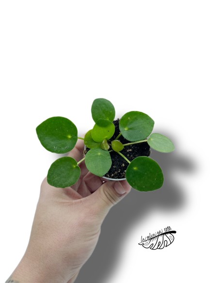 Pilea peperomioides