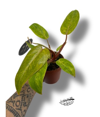 Philodendron 'Painted Lady'