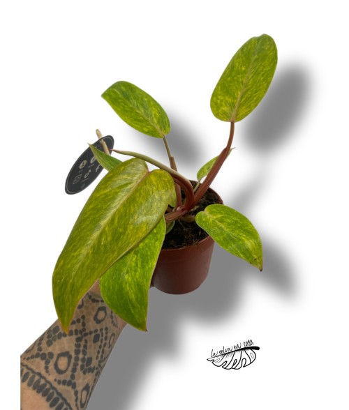 Philodendron 'Painted Lady'