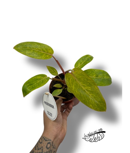 Philodendron 'Painted Lady'